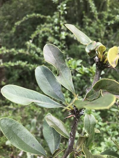 Berberis hallii, photographed by Ben Pritchard