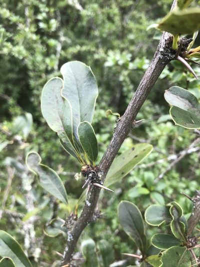 Berberis hallii, photographed by Ben Pritchard