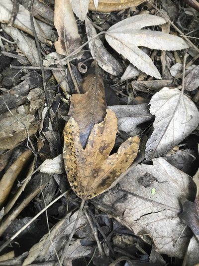 Oreopanax ecuadoriensis, photographed by Ben Pritchard