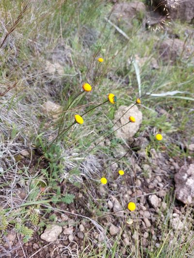 Cotula hispida, photographed by Manuel R Popp