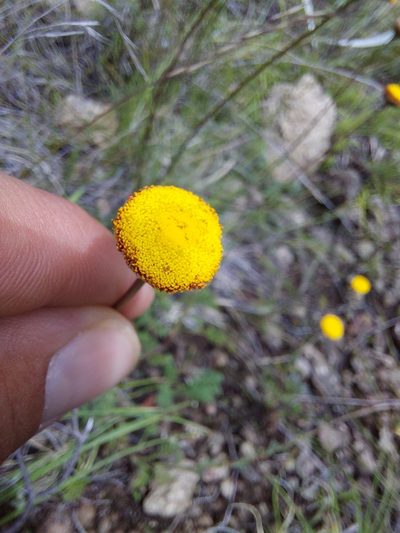 Cotula hispida, photographed by Manuel R Popp