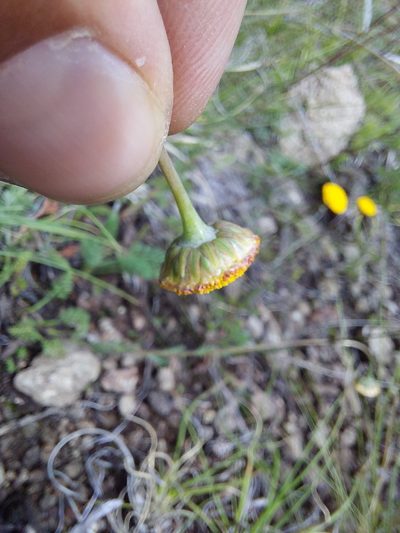 Cotula hispida, photographed by Manuel R Popp