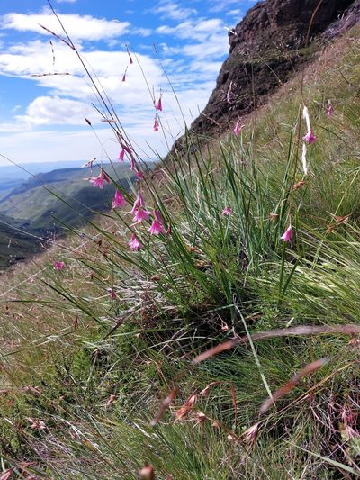 Dierama dracomontanum, photographed by Manuel R Popp