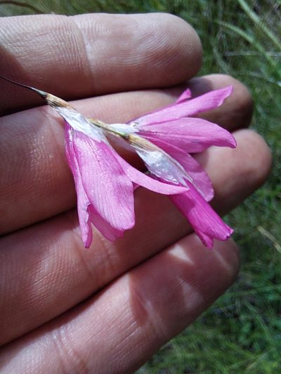 Dierama dracomontanum, photographed by Manuel R Popp