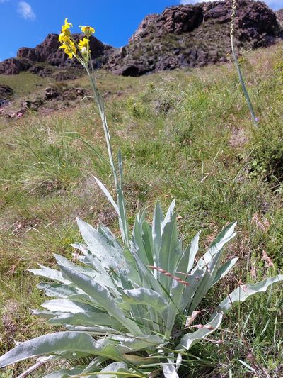 Senecio macrospermus, photographed by Manuel R Popp