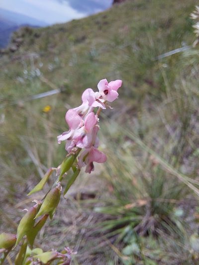 Cysticapnos pruinosa, photographed by Manuel R Popp