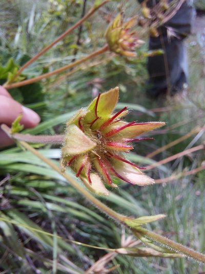 Geum capense, photographed by Manuel R Popp