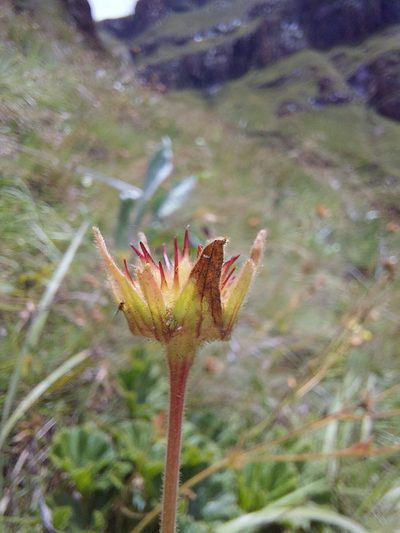 Geum capense, photographed by Manuel R Popp