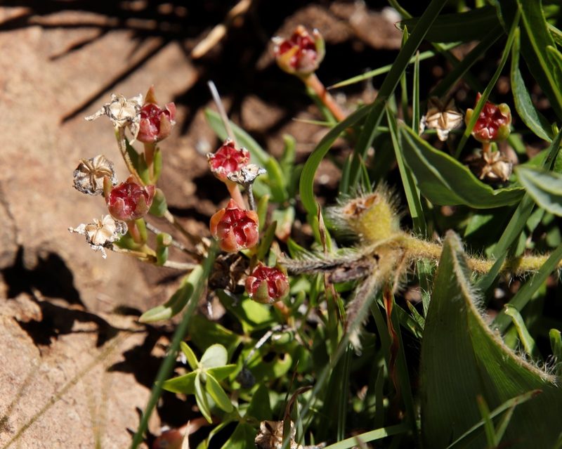 Delosperma lineare, photographed by Tony Rebelo