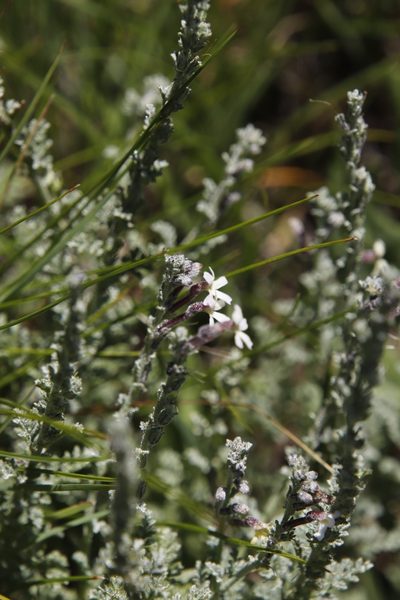 Jamesbrittenia pristisepala, photographed by Tony Rebelo