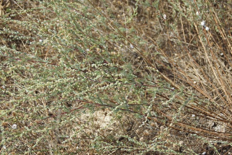 Artemisia marschalliana, photographed by Olena V. Vakarenko