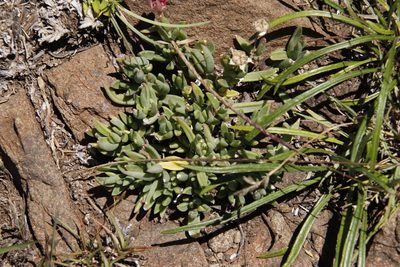 Delosperma basuticum, photographed by Tony Rebelo