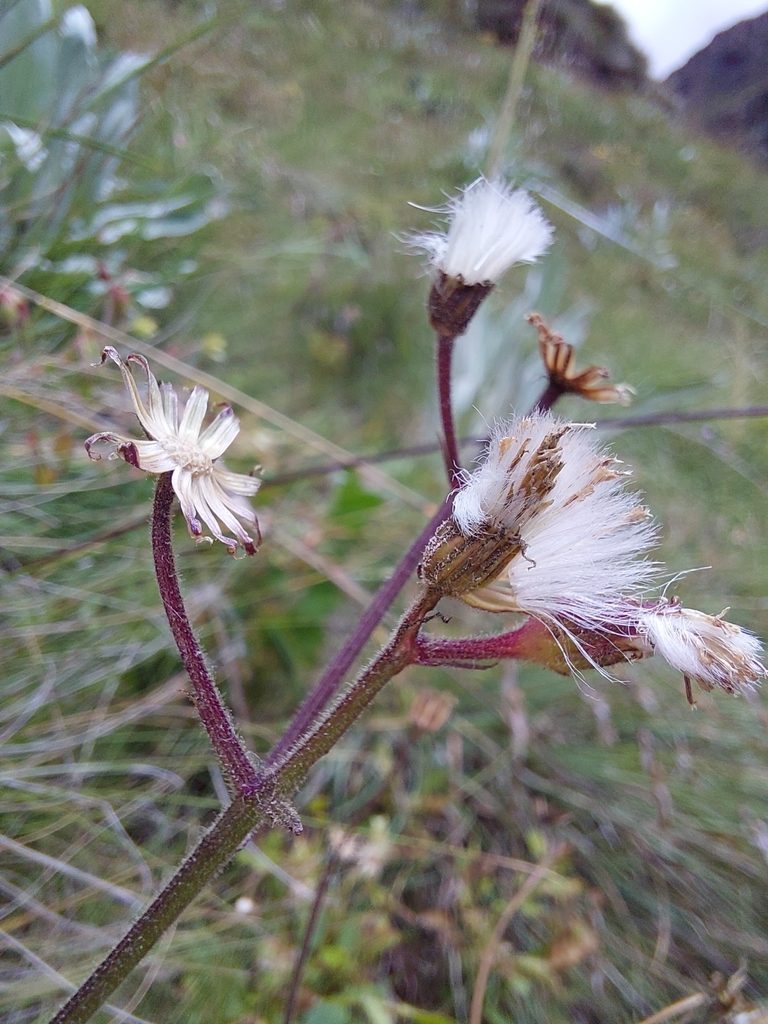 Senecio discodregeanus, photographed by Manuel R Popp