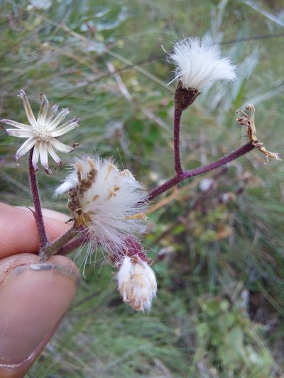 Senecio discodregeanus, photographed by Manuel R Popp