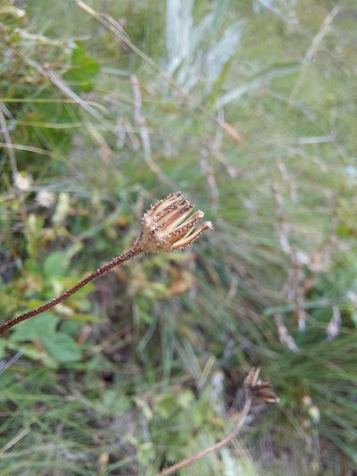 Senecio discodregeanus, photographed by Manuel R Popp