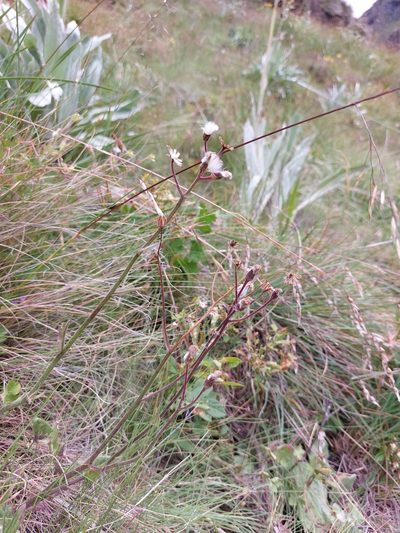 Senecio discodregeanus, photographed by Manuel R Popp