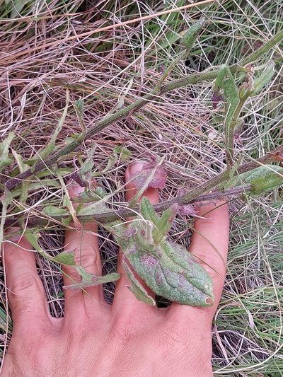 Senecio discodregeanus, photographed by Manuel R Popp