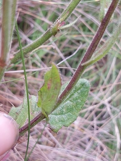 Senecio discodregeanus, photographed by Manuel R Popp