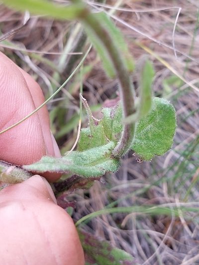 Senecio discodregeanus, photographed by Manuel R Popp