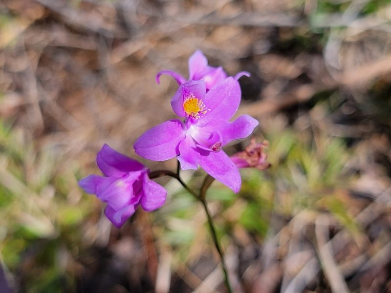 Calopogon barbatus, photographed by Theo Summer
