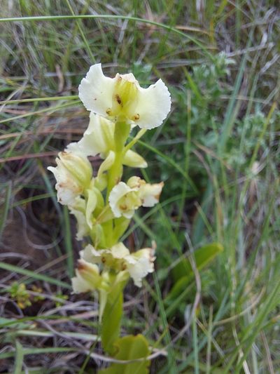 Pterygodium hastatum, photographed by Manuel R Popp