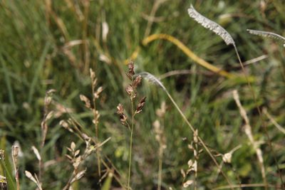 Eragrostis capensis, photographed by Tony Rebelo