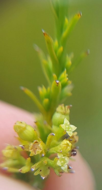 Thesium cupressoides, photographed by Manuel R Popp