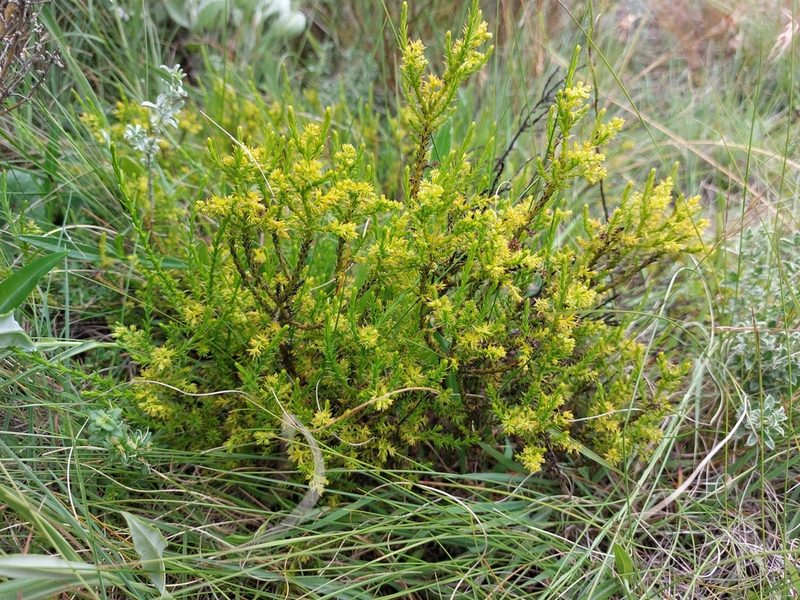 Thesium cupressoides, photographed by Manuel R Popp