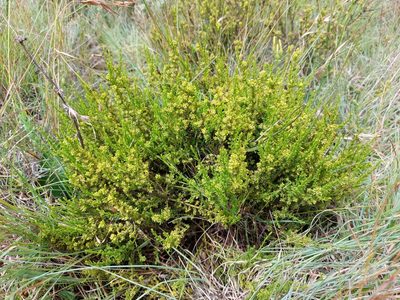 Thesium cupressoides, photographed by Manuel R Popp