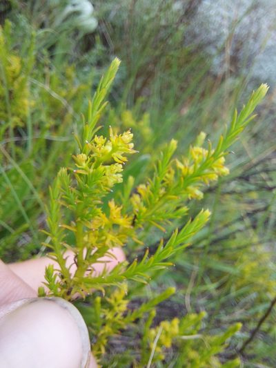 Thesium cupressoides, photographed by Manuel R Popp