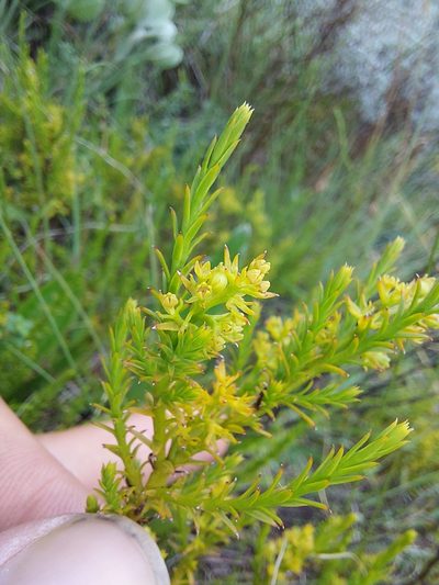 Thesium cupressoides, photographed by Manuel R Popp