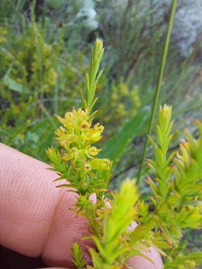 Thesium cupressoides, photographed by Manuel R Popp
