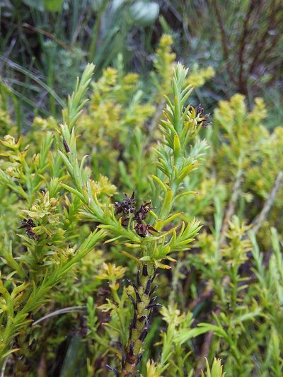 Thesium cupressoides, photographed by Manuel R Popp