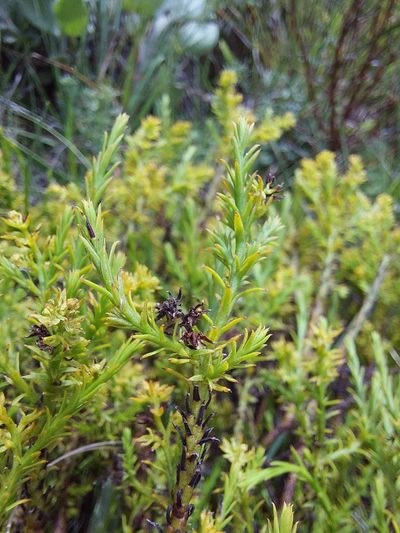 Thesium cupressoides, photographed by Manuel R Popp