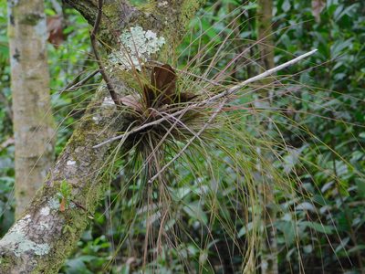 Tillandsia setacea, photographed by Jade Fortnash