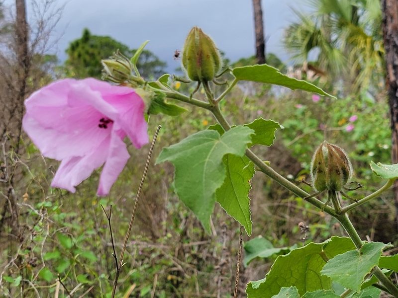 Sabdariffa furcellata, photographed by Theo Summer