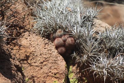 Mammillaria crinita, photographed by José Belem Hernández Díaz
