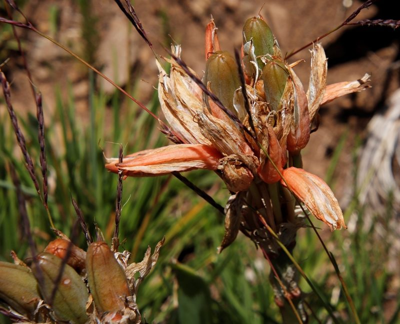 Aloe ecklonis, photographed by Tony Rebelo
