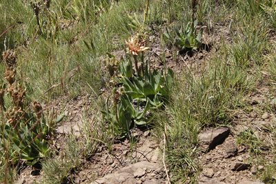 Aloe ecklonis, photographed by Tony Rebelo