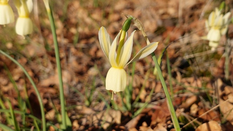 Narcissus triandrus, photographed by Elizabete Marchante