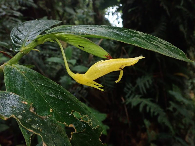 Columnea ericae, photographed by Nolan Exe