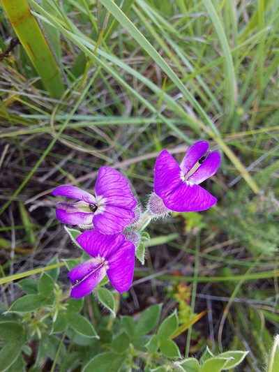 Lotononis pulchella, photographed by Manuel R Popp