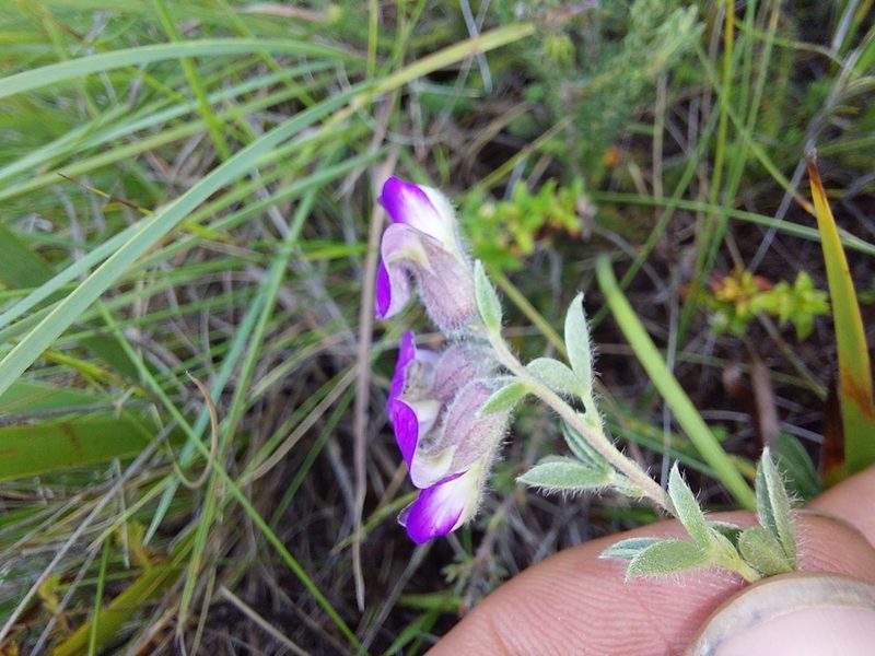 Lotononis pulchella, photographed by Manuel R Popp
