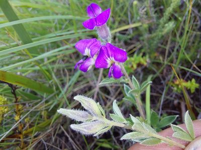 Lotononis pulchella, photographed by Manuel R Popp