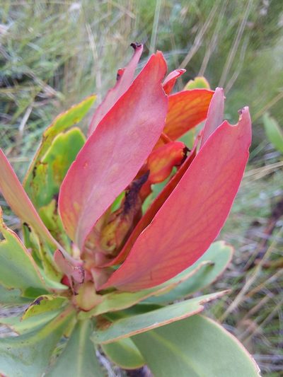 Protea dracomontana, photographed by Manuel R Popp