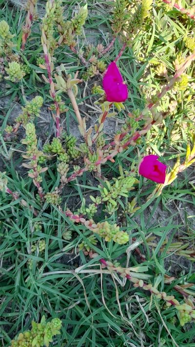 Portulaca gilliesii, photographed by Pablo H Capovilla