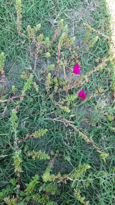 Portulaca gilliesii, photographed by Pablo H Capovilla