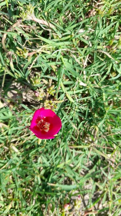 Portulaca gilliesii, photographed by Pablo H Capovilla