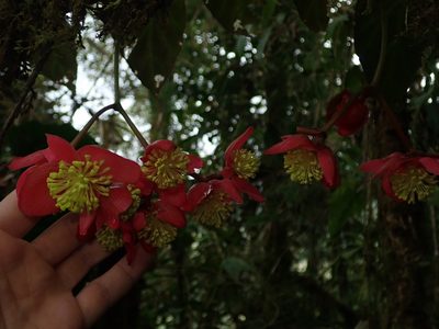 Begonia pululahuana, photographed by Nolan Exe
