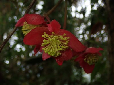 Begonia pululahuana, photographed by Nolan Exe
